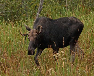 Moose (young bull)