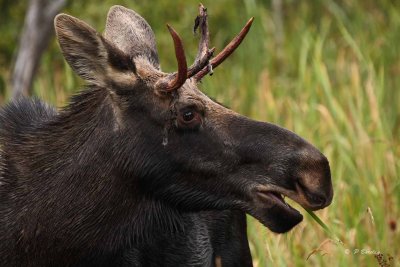 Moose (young bull)