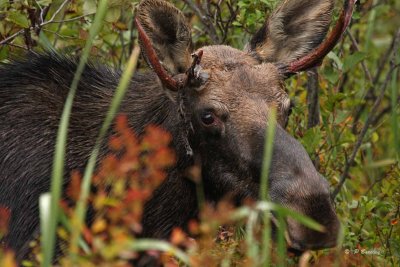 Moose (young bull)
