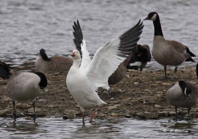 Snow goose