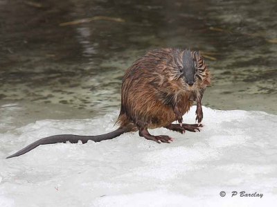 Muskrat