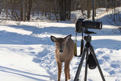 White-tailed deer