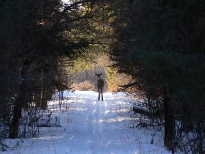 White-tailed deer