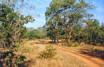 Kanha