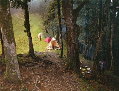 Forest campsite