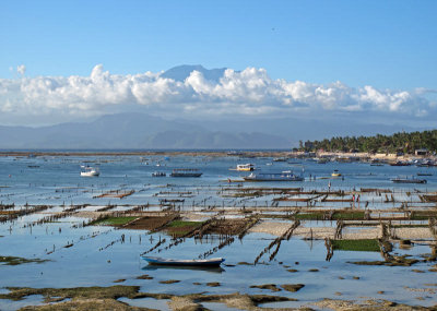 Seaweed farms