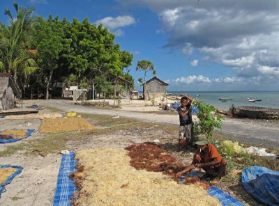 Drying seaweed