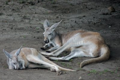 Kangeroo
