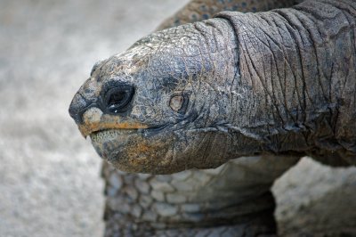 Giant tortoise
