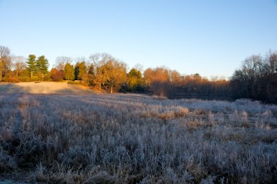 Frosty meadow