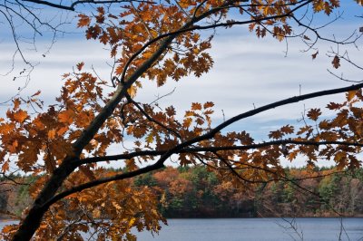 Fall oak at Walden
