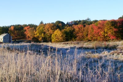 Frosty morning foliage