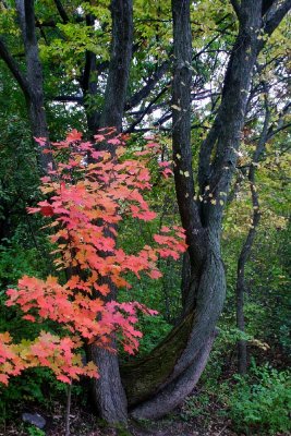 Red maple