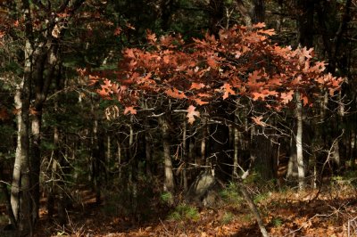 Oak leaves, fall