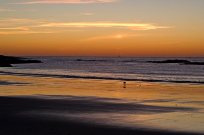 Dog on Harbor Beach