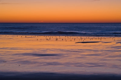Gulls on Long Sands Beach