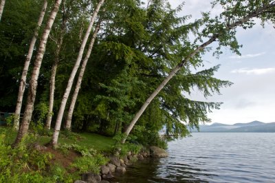 Birches at lakes edge