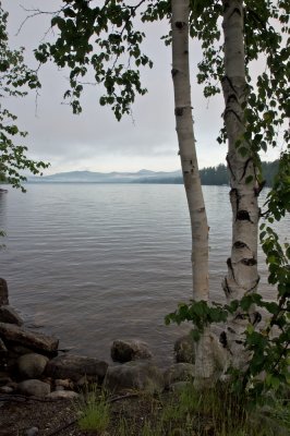 Lakeside birches