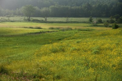 Field of Yellow
