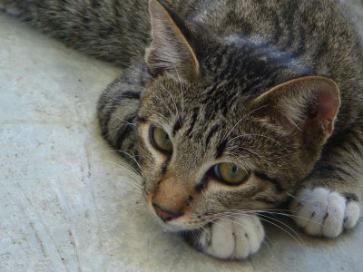 Dave's cat - 'Scissors'