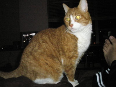 g5/12/445112/3/118809901.VOXBNA0Q.jpg