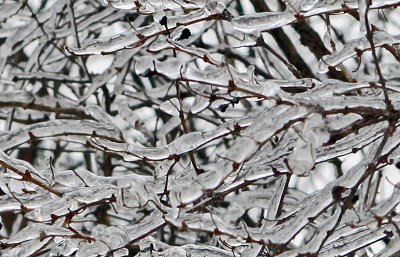 winter 2008-3.jpg