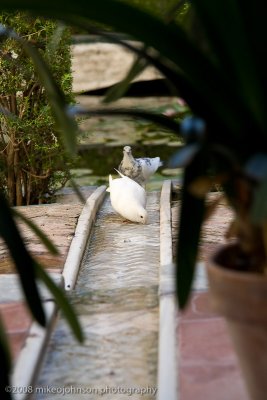 110Pigeons are Thirsty.jpg