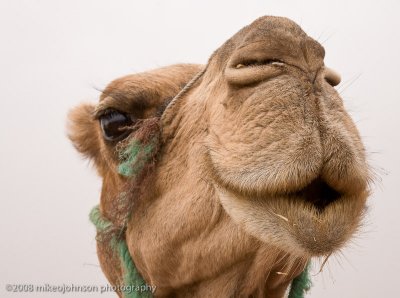 112Camel Portrait.jpg