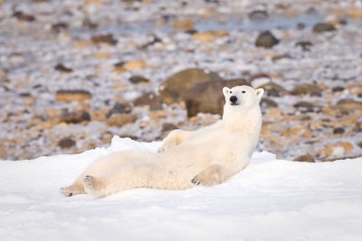 Lounging Polar Bear
