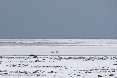 1020Mother and Cubs on the Tundra.jpg