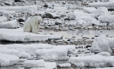 1072Polar Bear Waits for Ice to Freeze.jpg