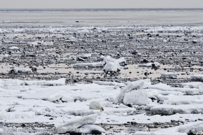 1073Polar Bear Waits for Ice to Freeze.jpg