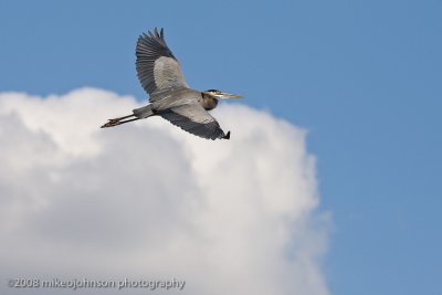 Great Blue Heron in Flight