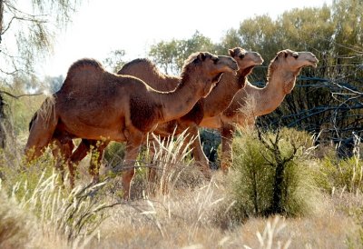 Wild Camels