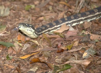 Carpet Python