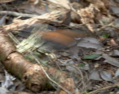 Rufous Fantail Blur