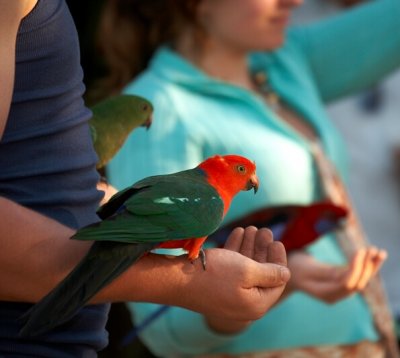 Tame Australian King-Parrot