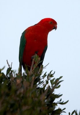 Male Australian King-Parrot