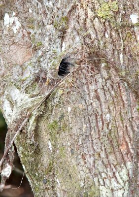 Northern Tree Dwelling Funnel Spider