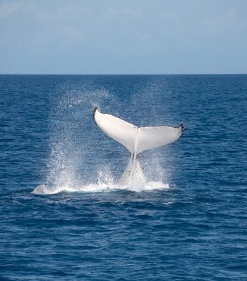 Humpback Whale Tale