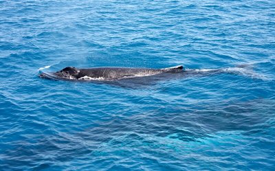 Humpback Whale