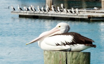 Pelican at rest