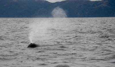 Sperm Whale spout