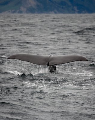 Sperm Whale tail