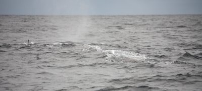 Dusky Dolphins harass Sperm Whale
