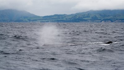 Sperm Whale