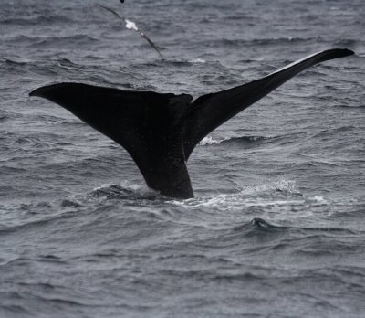 Whale tail and gull