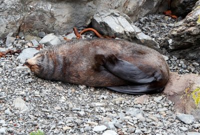 Sleepy seal