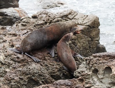 Seal fight