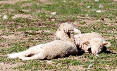 Resting Lambs